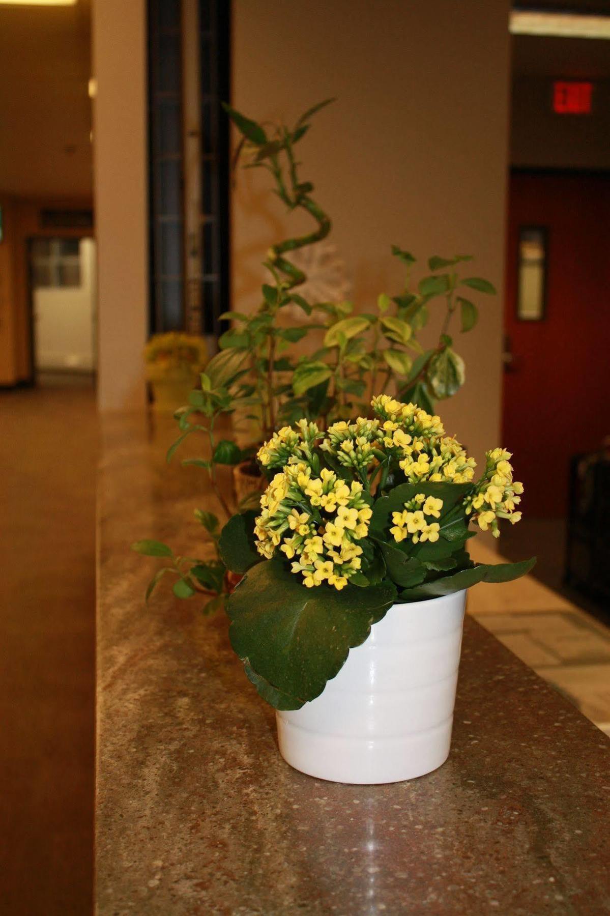 University Of Alberta - Hotel エドモントン エクステリア 写真